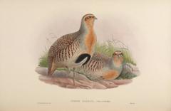 Daurian Partridge photo 3
