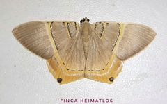 Phrygionis privignaria