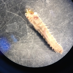 Pectinariidae