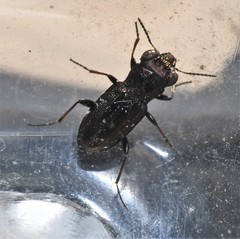 Notiophilus semistriatus