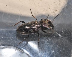 Notiophilus semistriatus