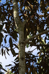 Nectandra oppositifolia