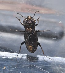 Notiophilus semistriatus