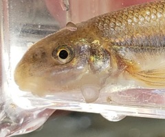 Phenacobius mirabilis