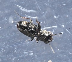 Notiophilus semistriatus