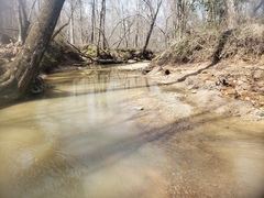 Phenacobius mirabilis
