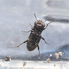 Notiophilus semistriatus