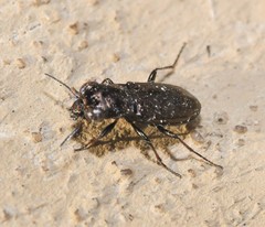 Notiophilus semistriatus