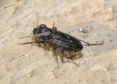 Notiophilus semistriatus