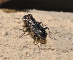 Notiophilus semistriatus
