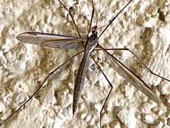 Tipula