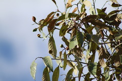 Nectandra oppositifolia
