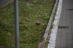 Turdus merula