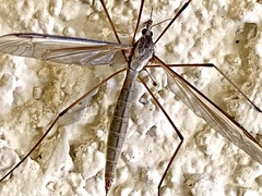 Tipula