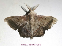 Druentica muta
