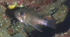 Nectamia savayensis