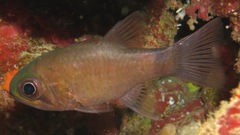 Nectamia