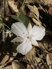 Calochortus umbellatus