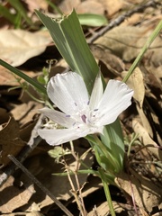 Calochortus umbellatus