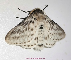 Podalia gamelia