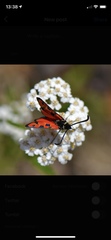Zygaena hilaris