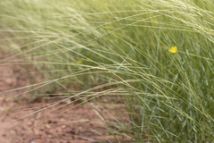 Aristida hygrometrica