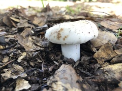 Russula albidula