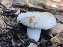 Russula albidula