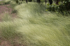 Aristida hygrometrica