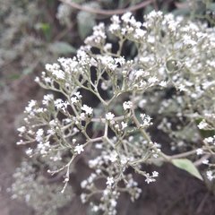 Valeriana clematitis