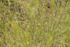 Aristida hygrometrica