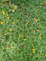 Azorella trifurcata