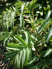 Melianthus