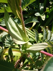 Melianthus