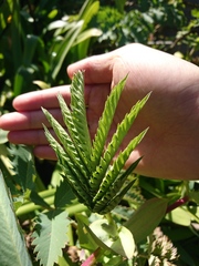 Melianthus