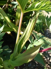 Melianthus