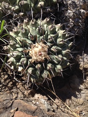 Thelocactus rinconensis