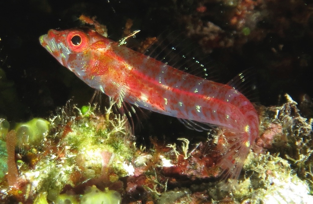 Largemouth Triplefin
