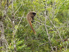 Callicebus nigrifrons