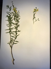 Linaria dalmatica dalmatica