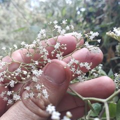 Valeriana clematitis