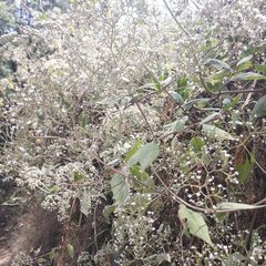 Valeriana clematitis