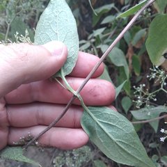 Valeriana clematitis