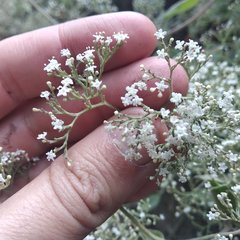 Valeriana clematitis