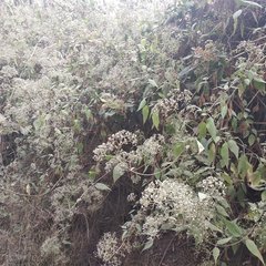 Valeriana clematitis
