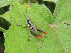 Duviardia vansomereni