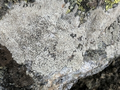 Thelomma mammosum image