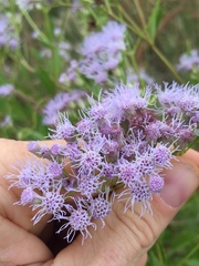 Chromolaena laevigata