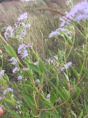 Chromolaena laevigata