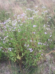 Chromolaena laevigata